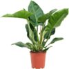 Imperial Green Philodendron by 3OUD