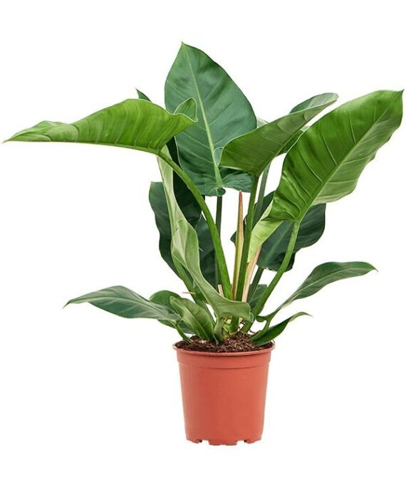 Imperial Green Philodendron by 3OUD