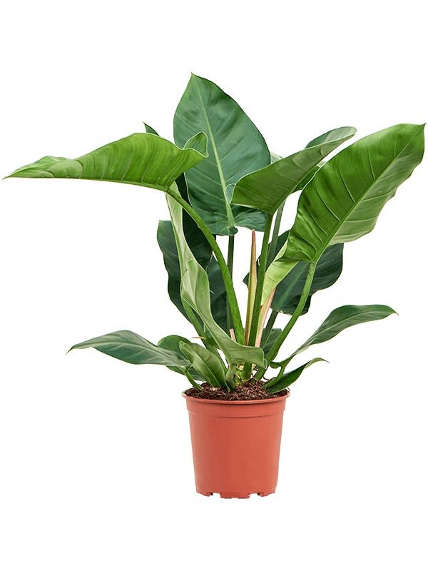 Imperial Green Philodendron by 3OUD
