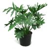 Philodendron Selloum by 3OUD