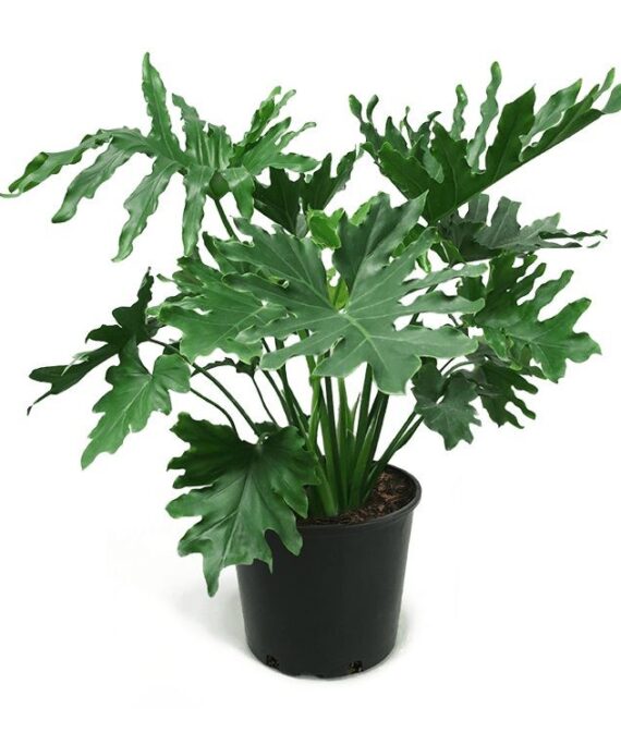 Philodendron Selloum by 3OUD
