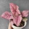Pink Syngonium by 3OUD