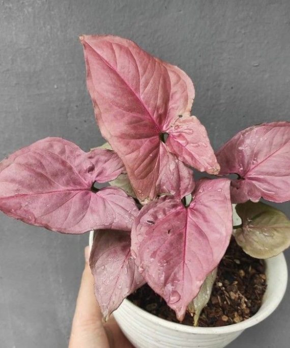 Pink Syngonium by 3OUD