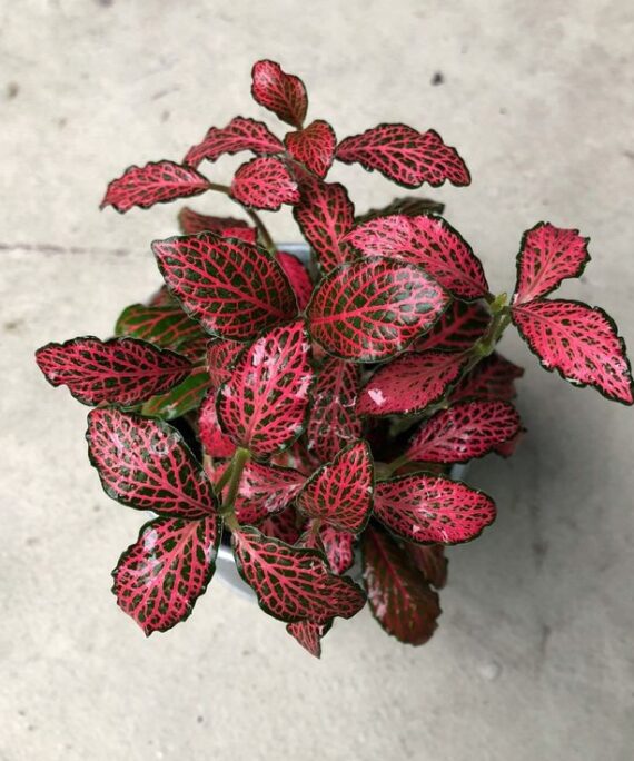 Red Fittonia by 3OUD