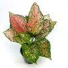 RubyRay Aglaonema by 3OUD