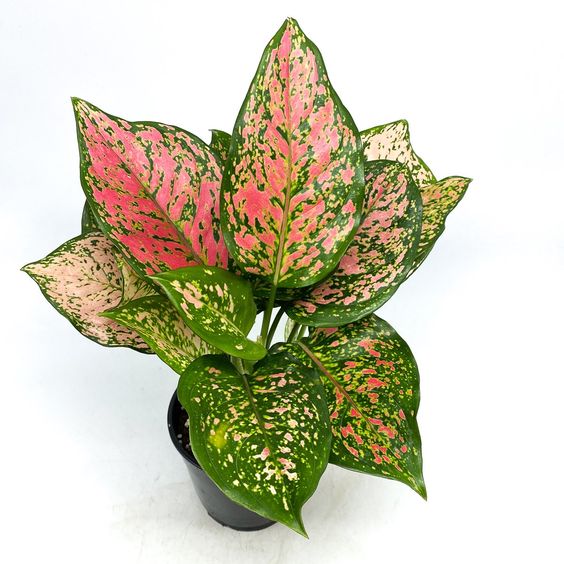 RubyRay Aglaonema by 3OUD