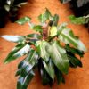 Philodendron Emerald by 3OUD