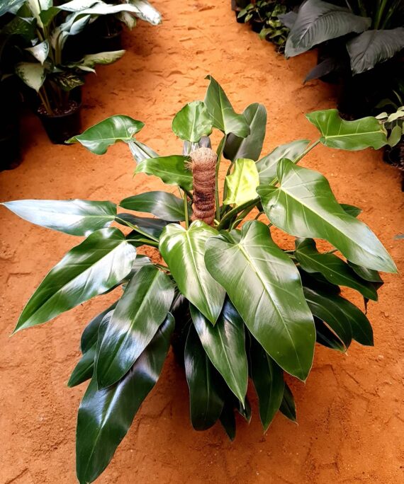 Philodendron Emerald by 3OUD