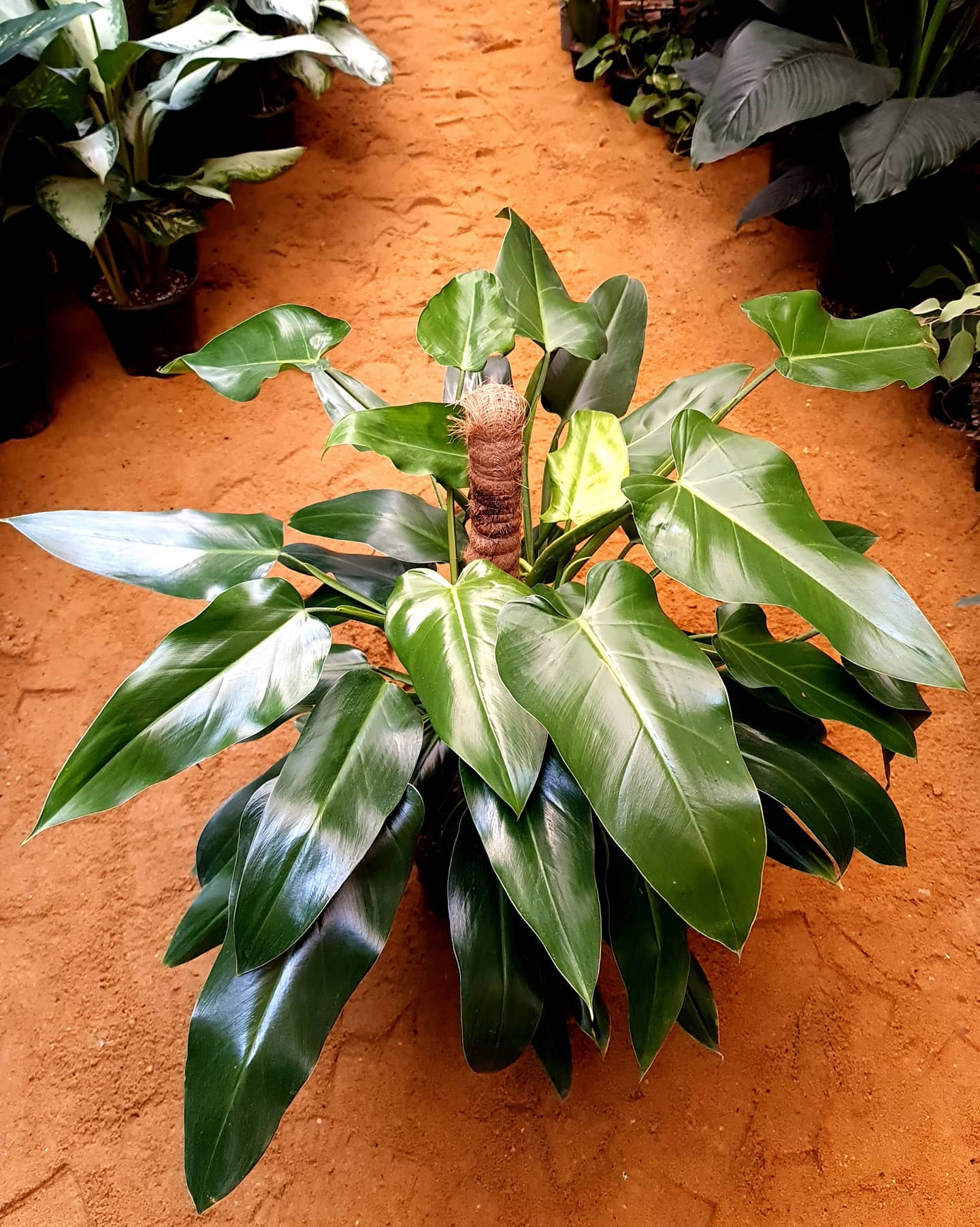 Philodendron Emerald by 3OUD