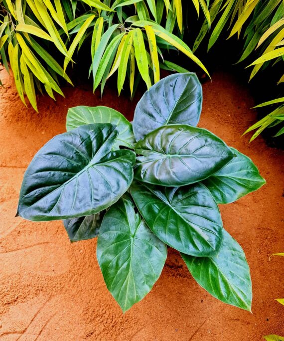 Alocasia Wentii by 3OUD