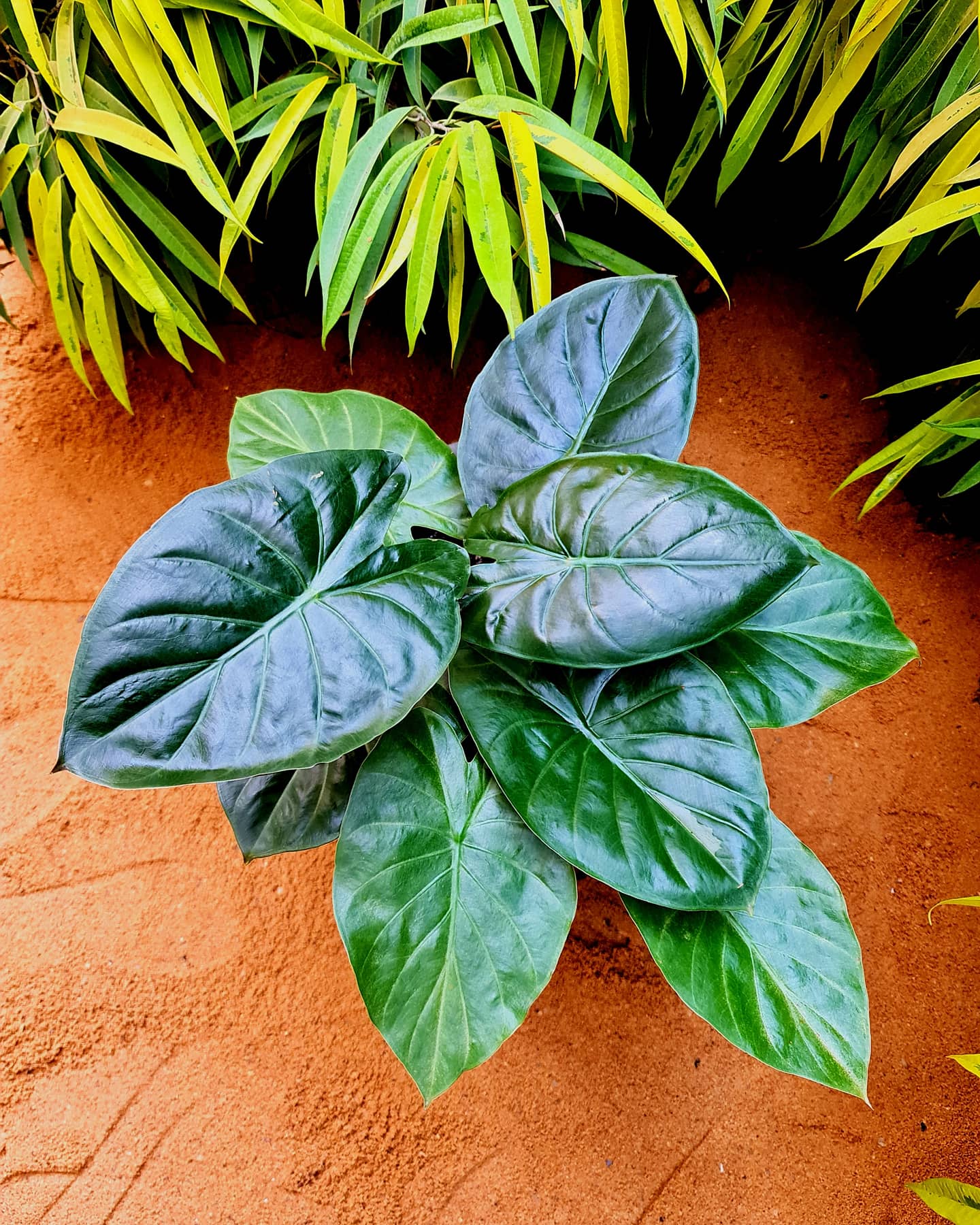 Alocasia Wentii by 3OUD