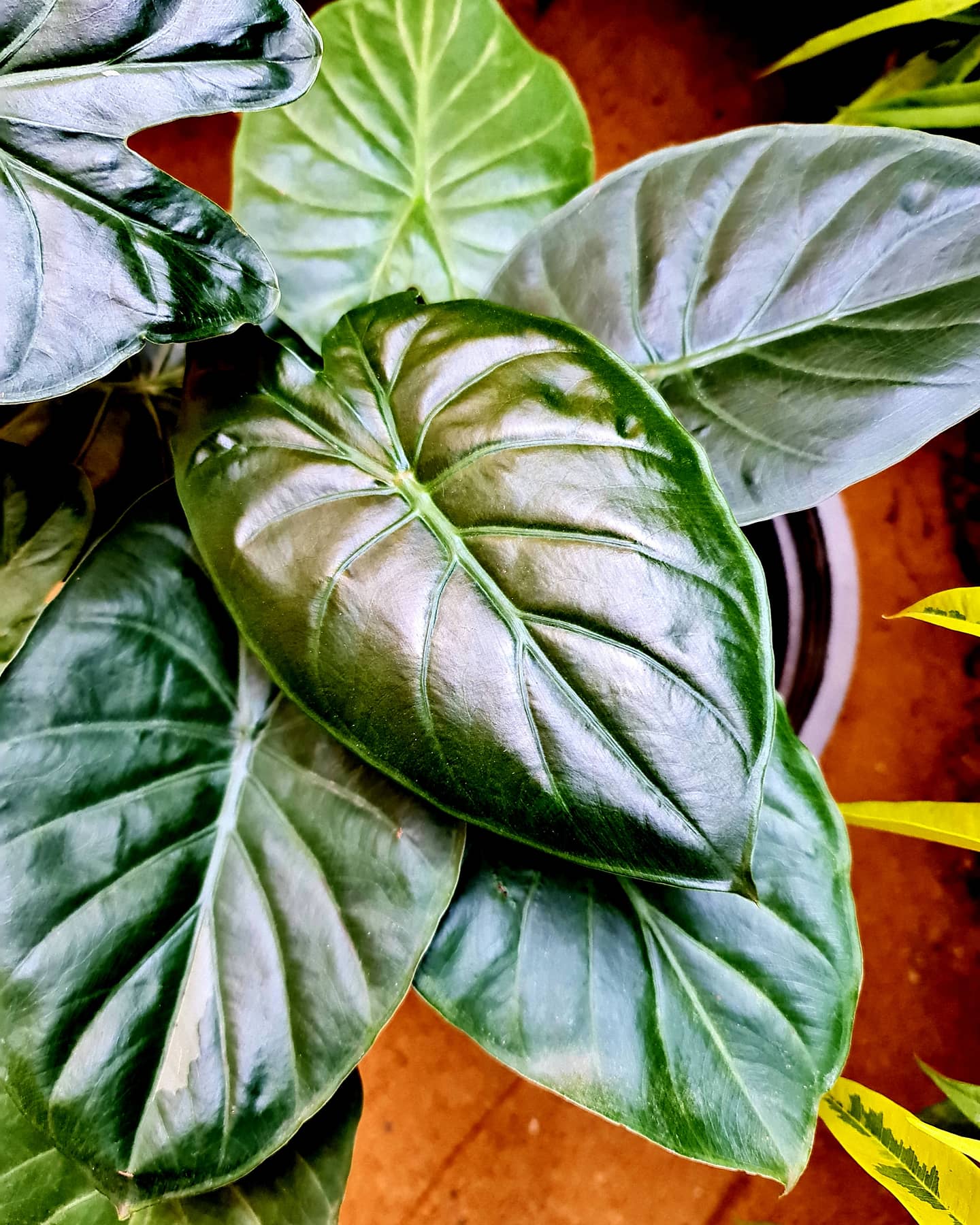 Alocasia Wentii - Image 2