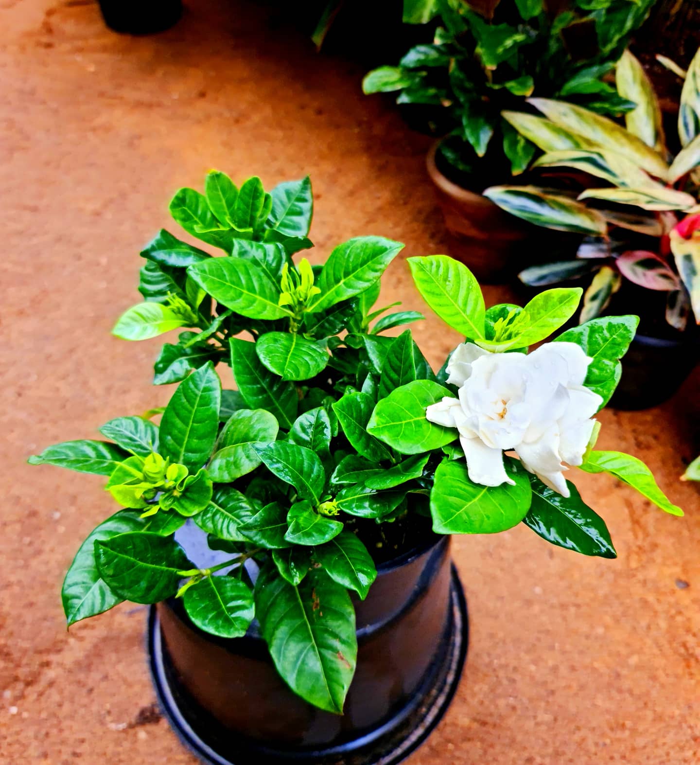 Gardenia - Image 2