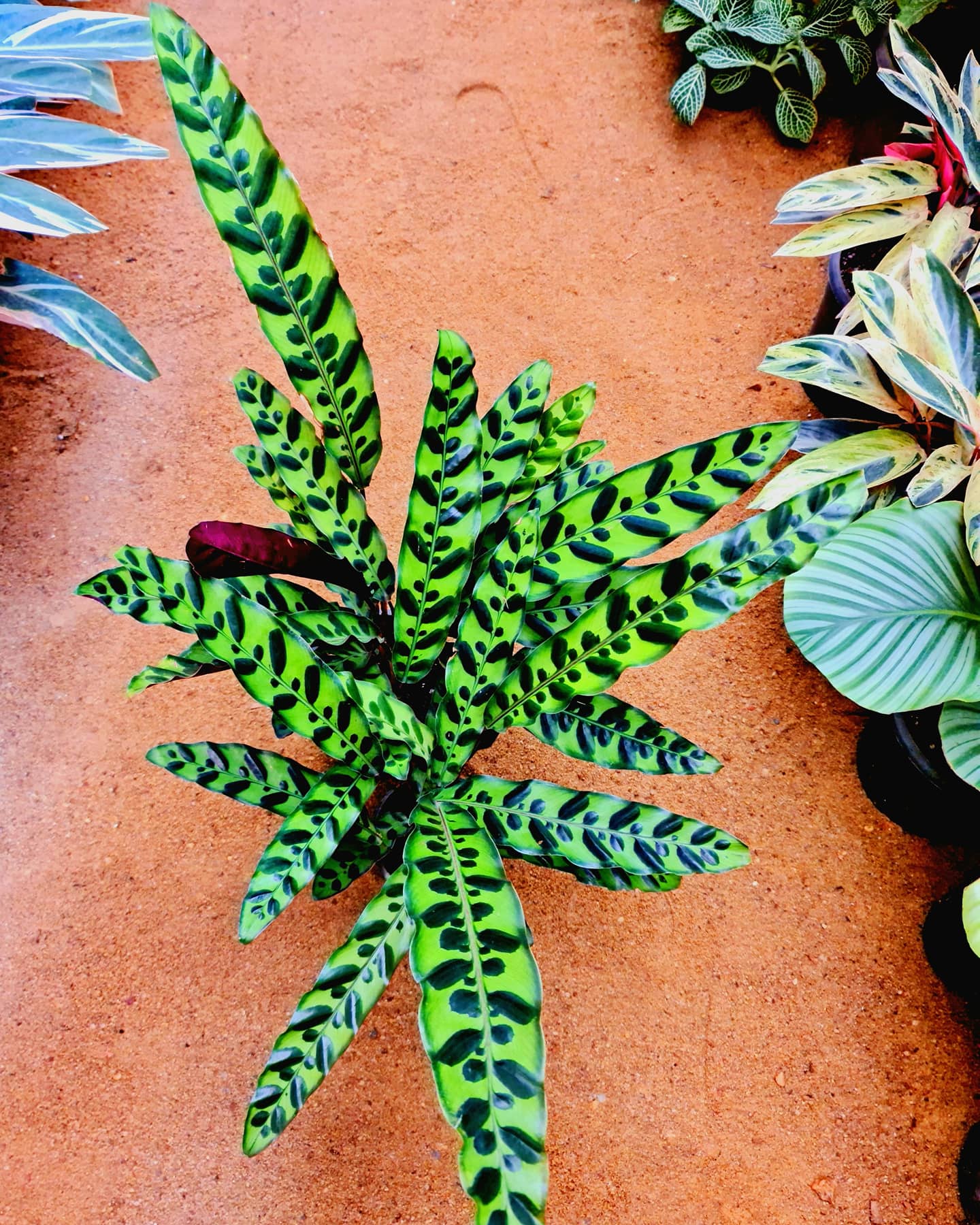 Calathea Rattlesnake by 3OUD