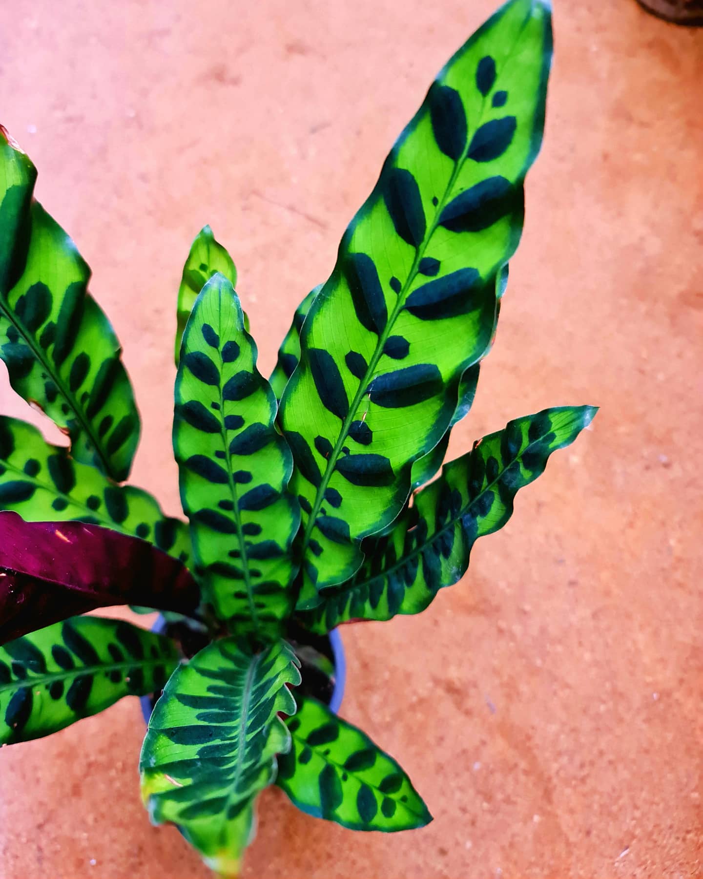 Calathea Rattlesnake - Image 2