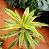 Dracaena LemonLime by 3OUD