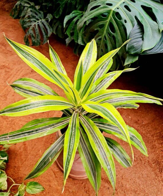 Dracaena LemonLime by 3OUD