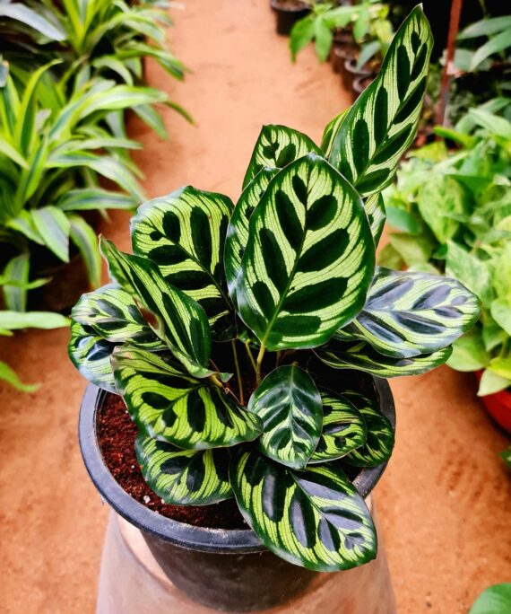 Calathea Peacock by 3OUD