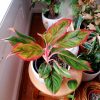Firecracker Aglaonema by 3OUD