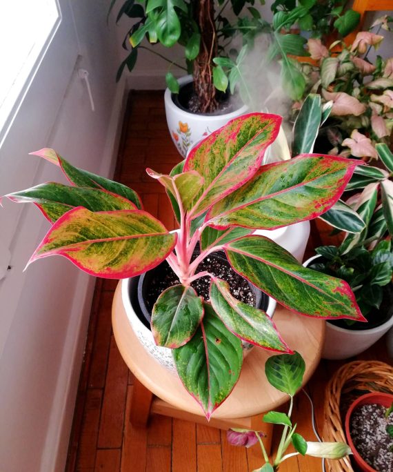 Firecracker Aglaonema by 3OUD