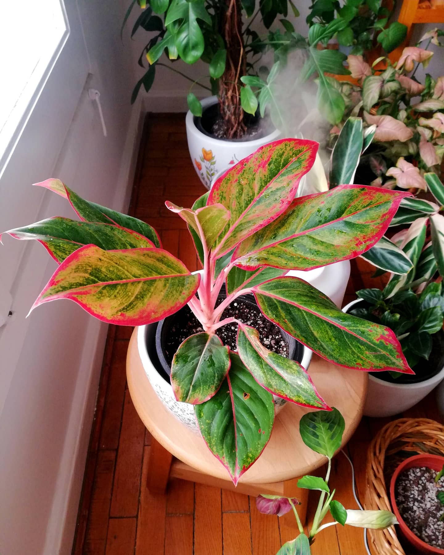 Firecracker Aglaonema by 3OUD