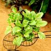 Peperomia Obt. variegata by 3oud