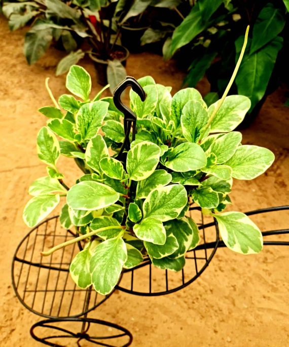 Peperomia Obt. variegata by 3oud