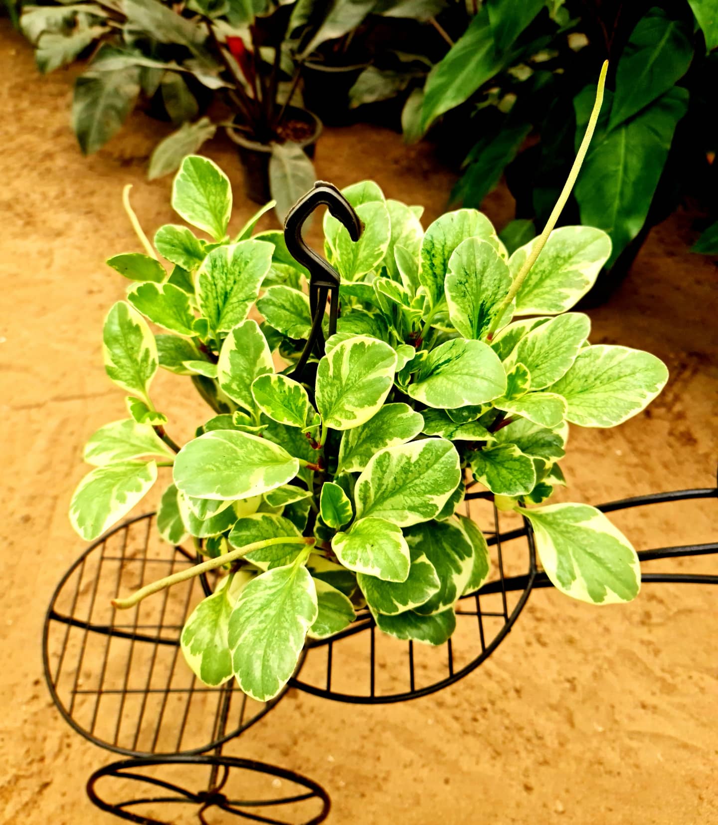 Peperomia Obt. variegata by 3oud