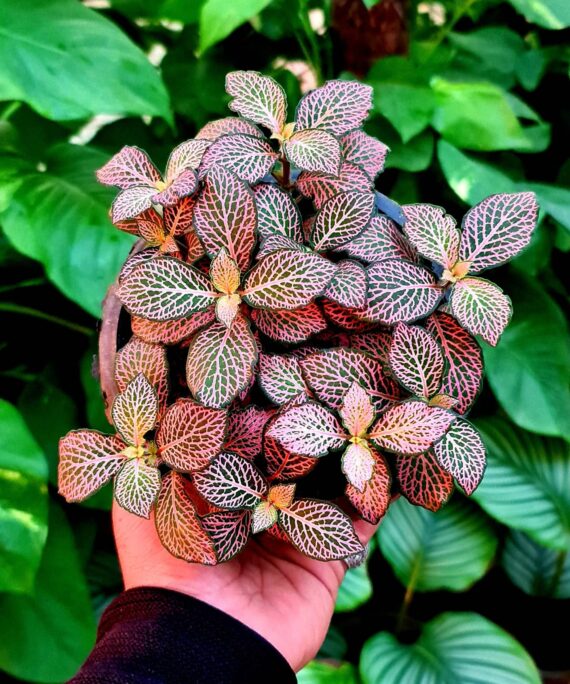 Pink Fittonia by 3OUD