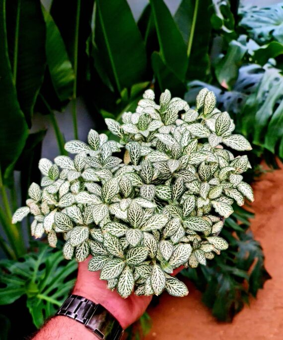 White Fittonia by 3OUD
