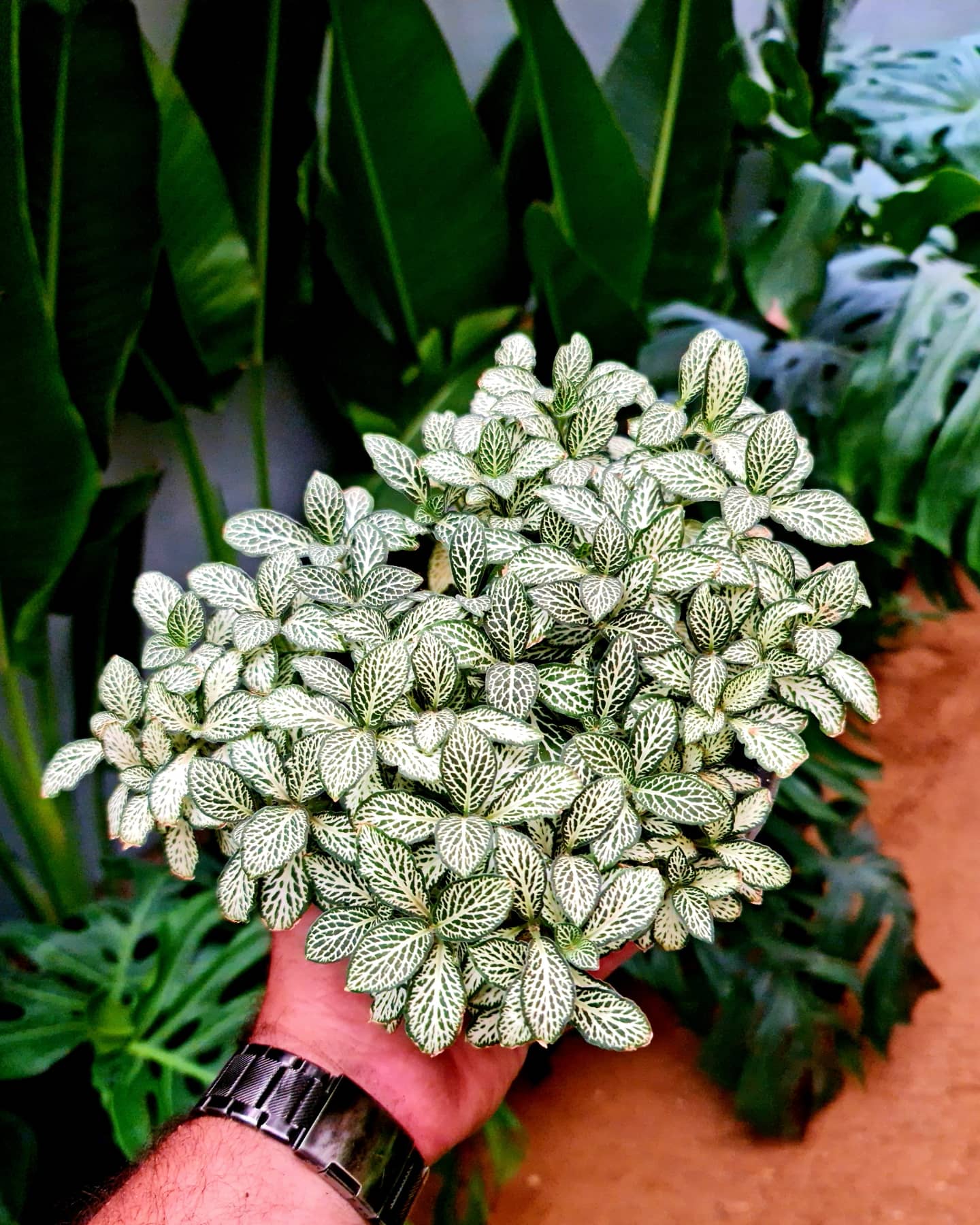 White Fittonia by 3OUD