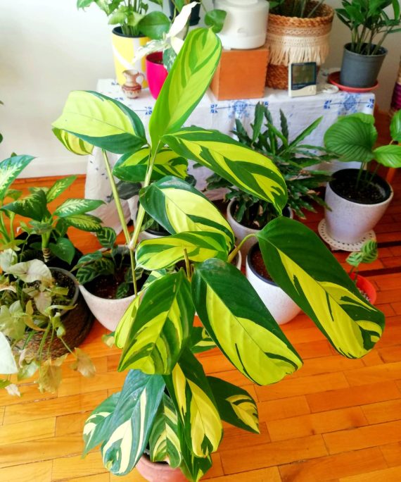 Ctenanthe Golden Mosaic by 3OUD