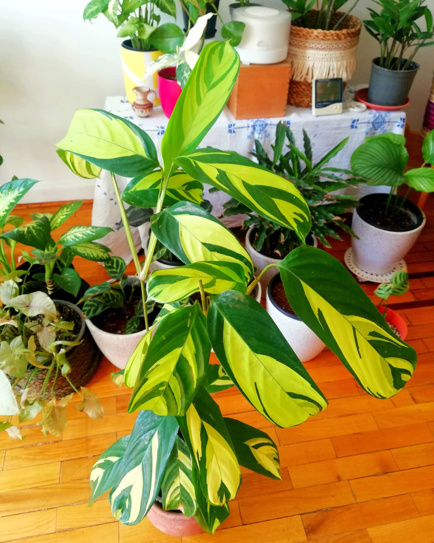 Ctenanthe Golden Mosaic by 3OUD