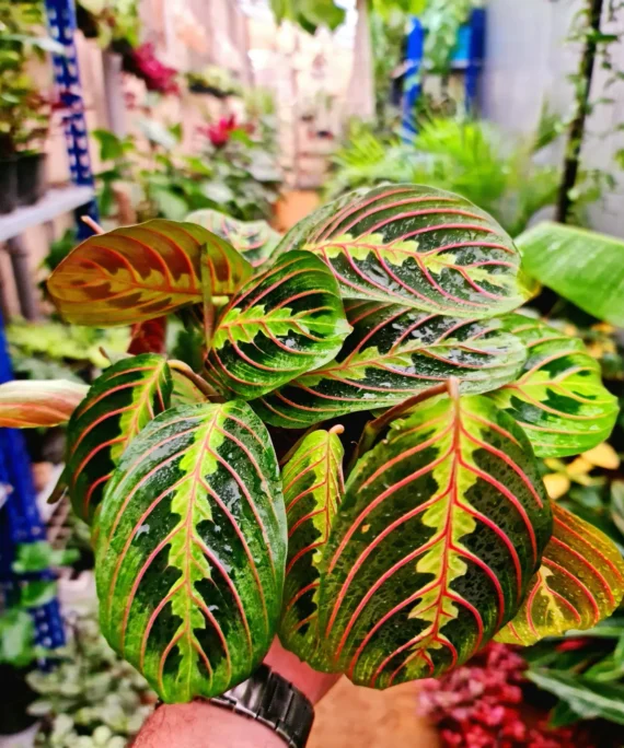 Maranta