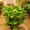 Peperomia Obtusifolia by 3OUD