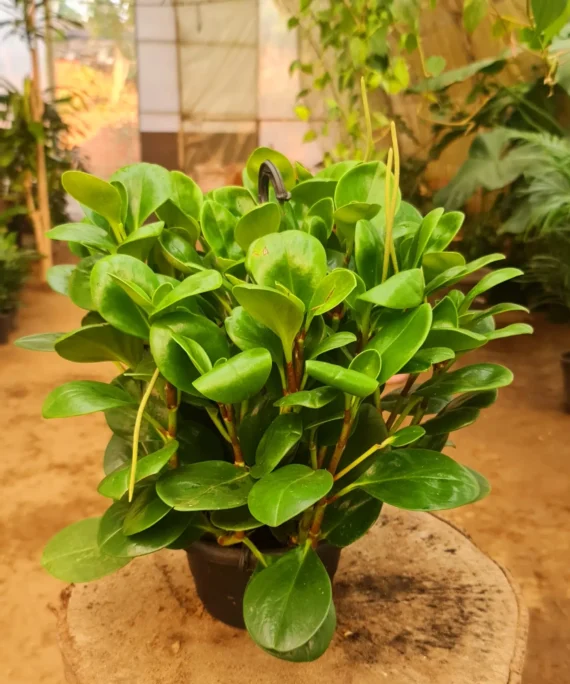 Peperomia Obtusifolia by 3OUD