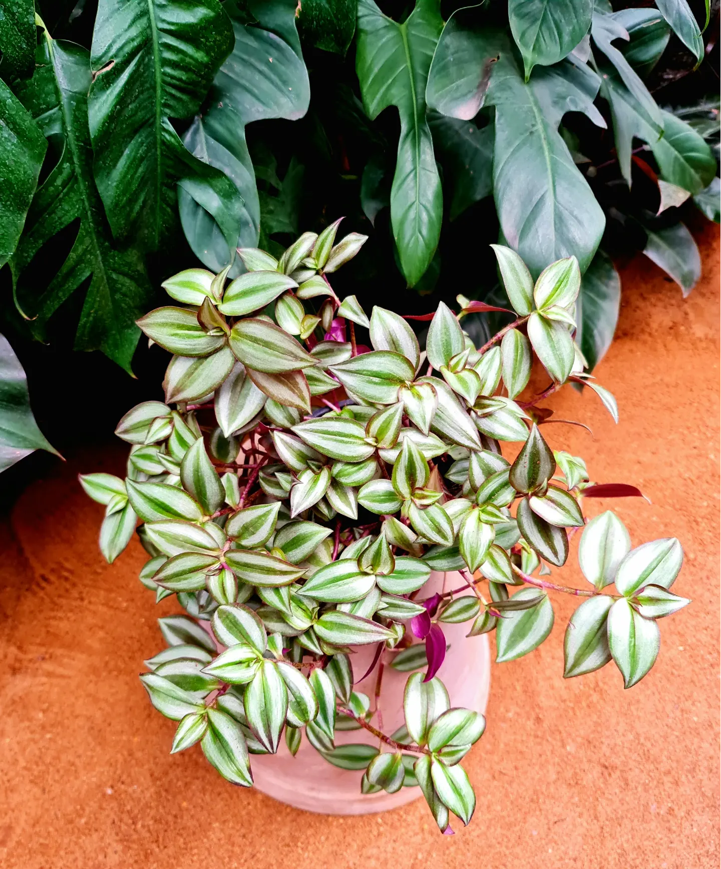 Tradescantia by 3OUD