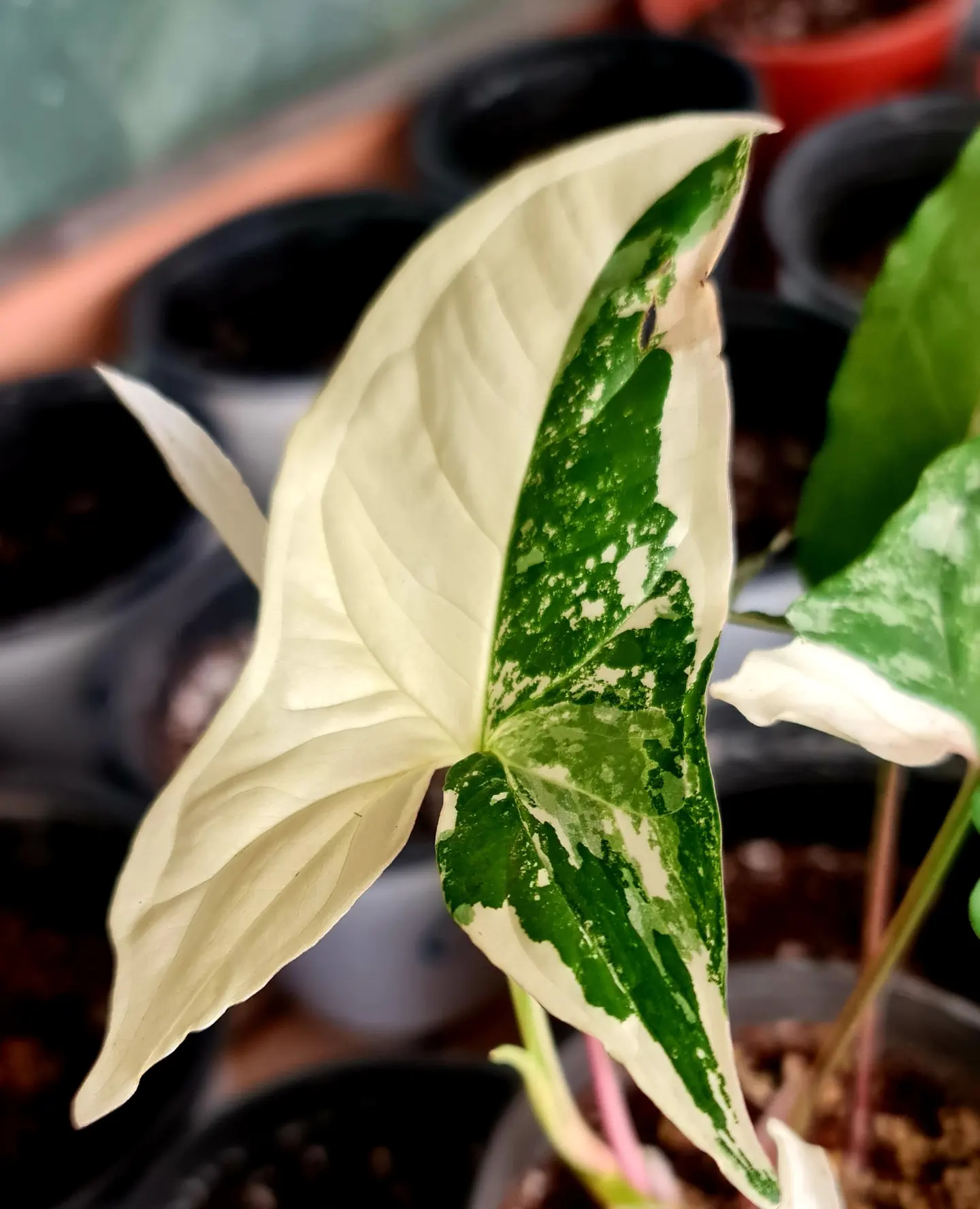 Syngonium Albo - Image 2