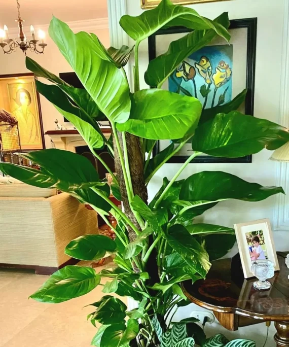 Giant golden Pothos by 3OUD