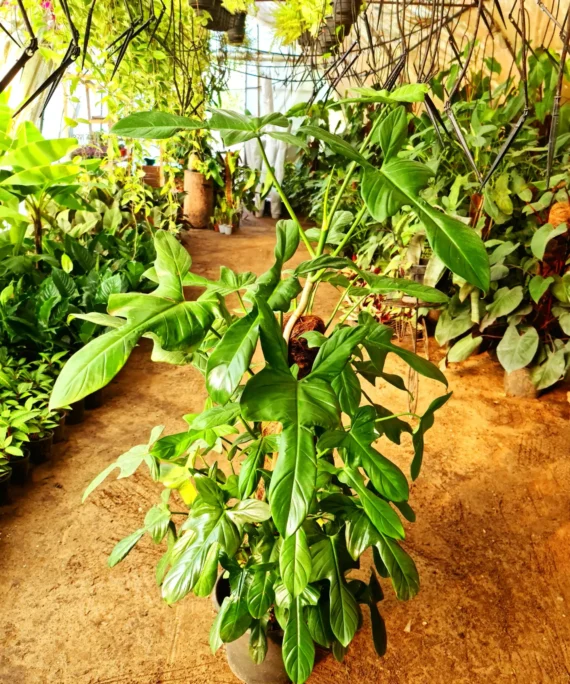 Horsehead Philodendron by 3OUD