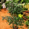 Ficus Benjamina by 3OUD