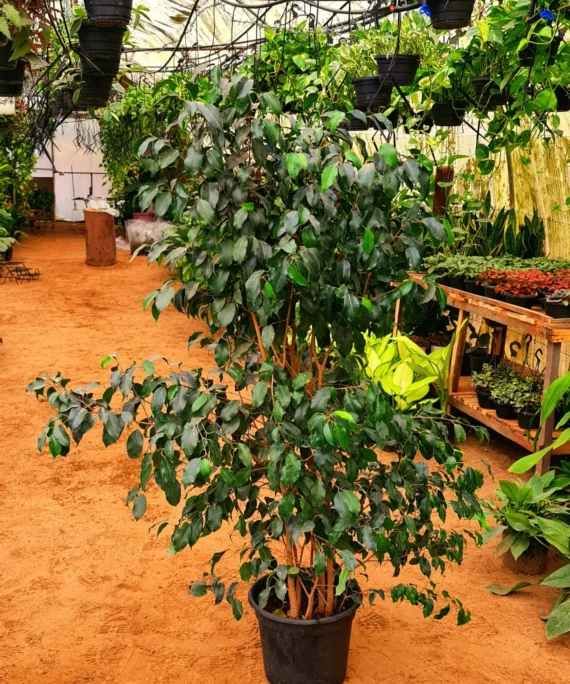 Ficus Benjamina by 3OUD