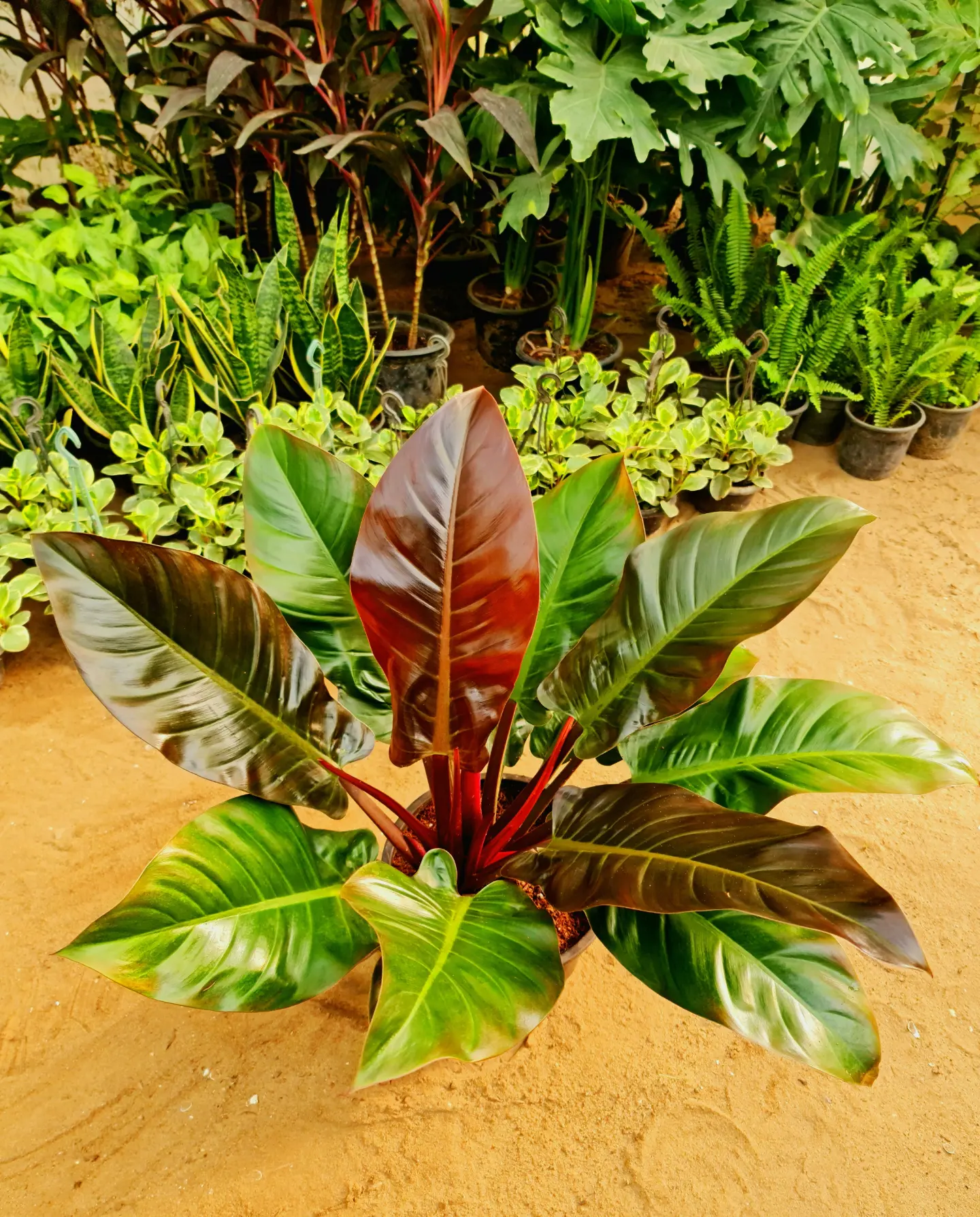 IMPERIAL RED BY 3OUD