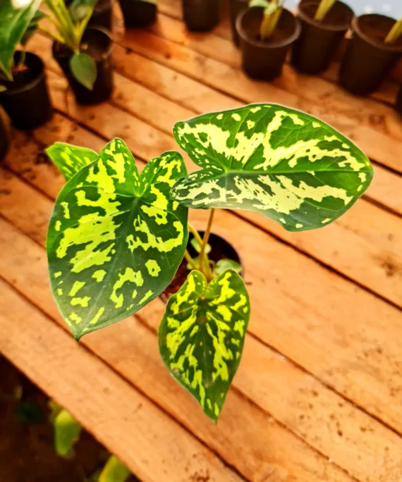 Hilo Beauty Caladium by 3OUD