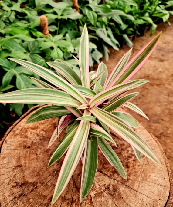 Tradescantia Tricolor by 3OUD