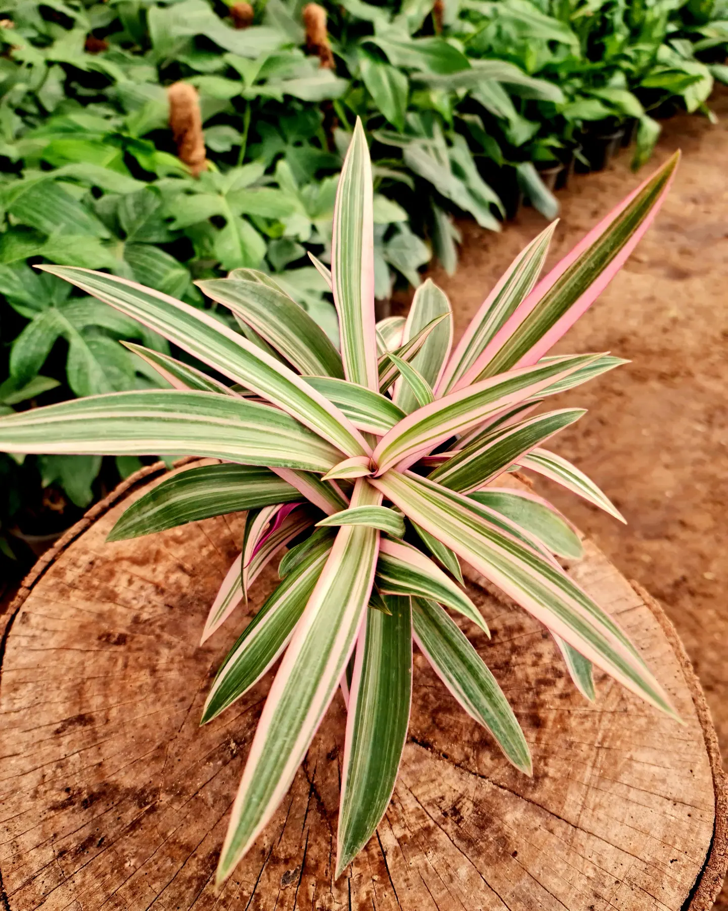 Tradescantia Tricolor by 3OUD