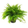 Boston Fern by 3OUD