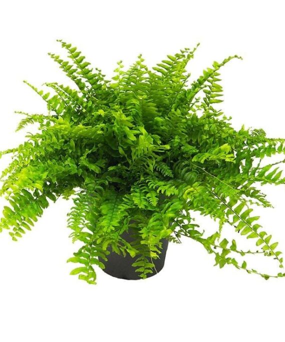 Boston Fern by 3OUD