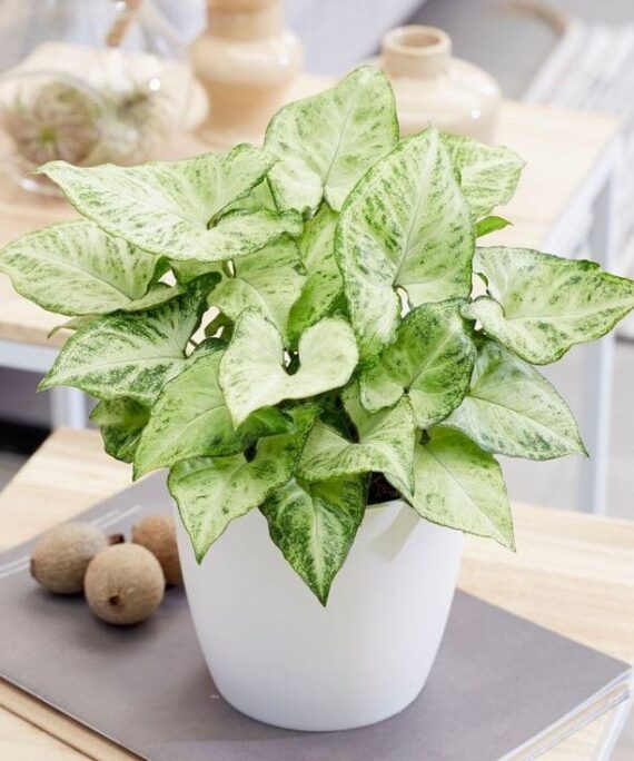 ArrowHead Syngonium by 3OUD