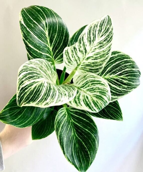 Philodendron Birkin by 3OUD